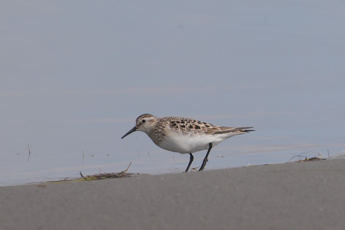 Baird's Sandpiper - ML619811642