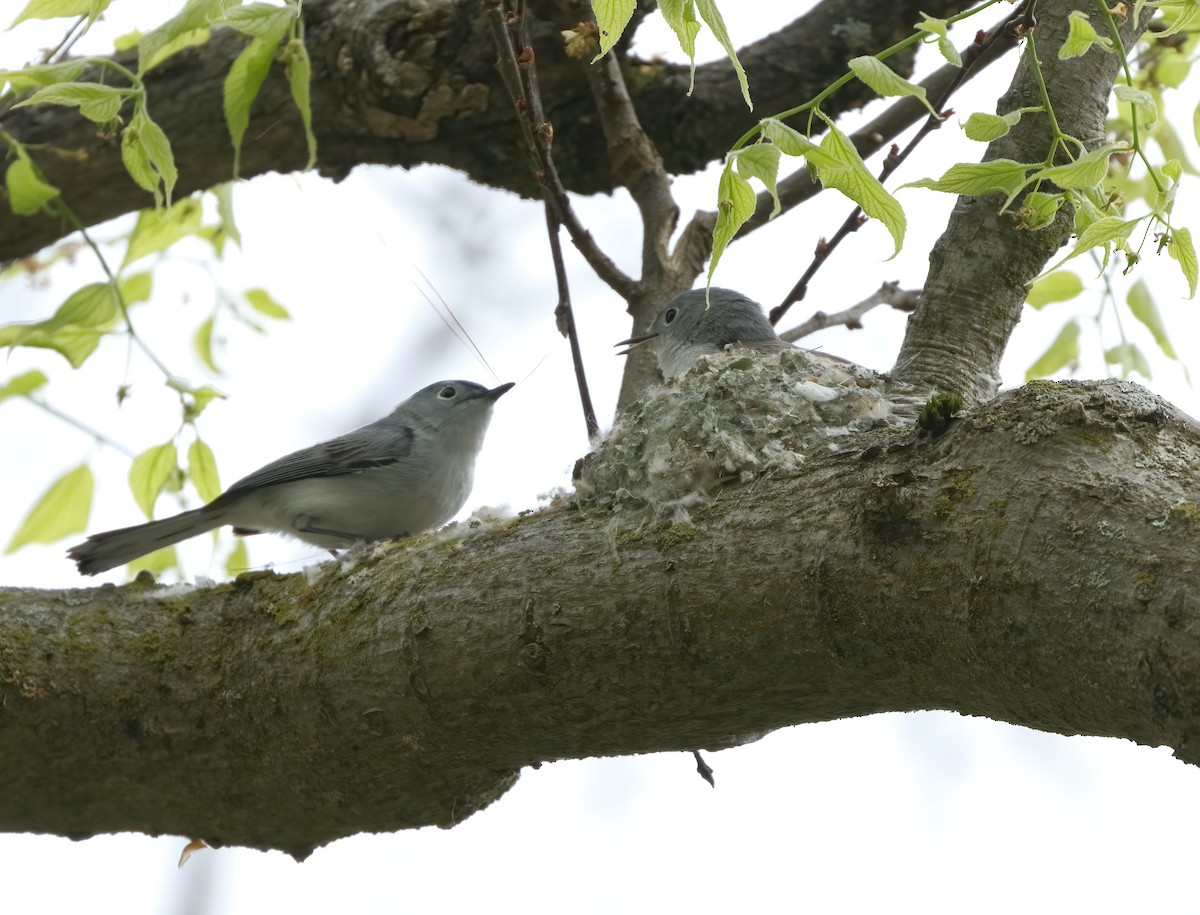 Blue-gray Gnatcatcher - ML619811652