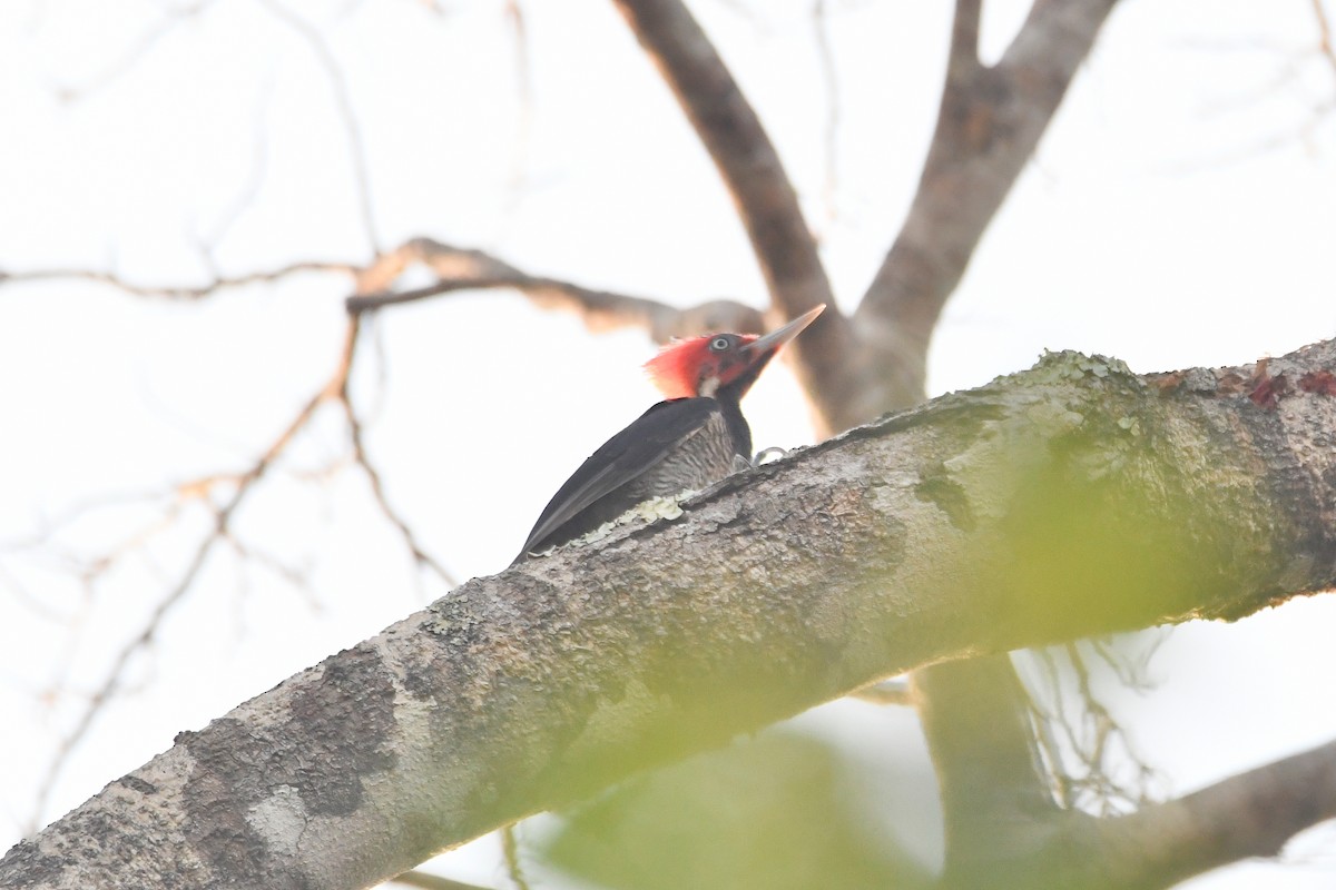 Pale-billed Woodpecker - ML619811663
