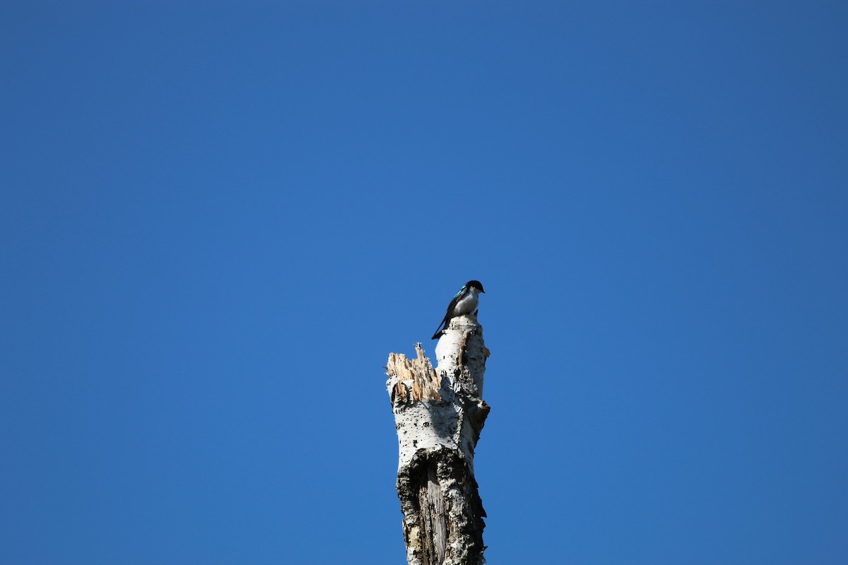 Tree Swallow - ML619811671