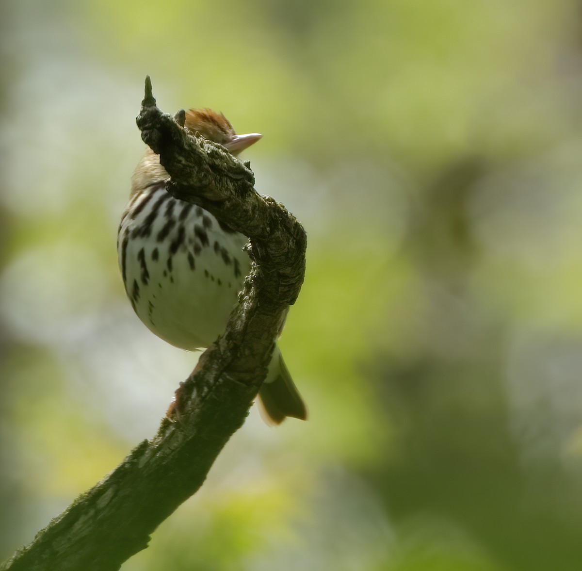 Paruline couronnée - ML619811672