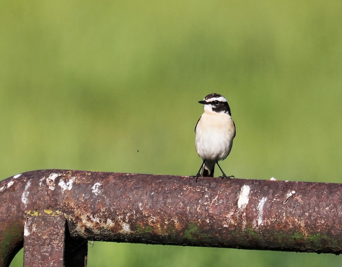 Whinchat - ML619811686
