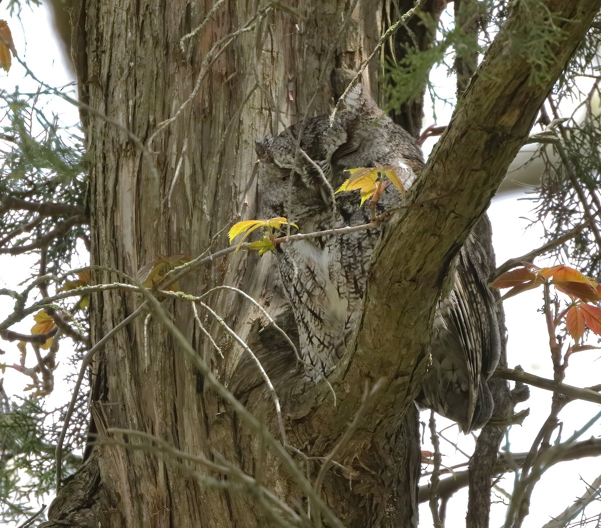 Eastern Screech-Owl - ML619811688