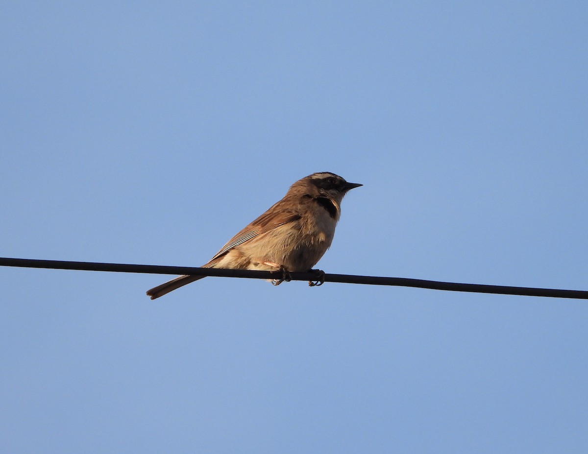 Brown Accentor - ML619811695
