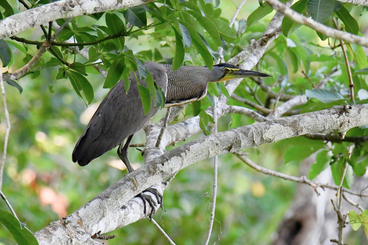 Bare-throated Tiger-Heron - ML619811698