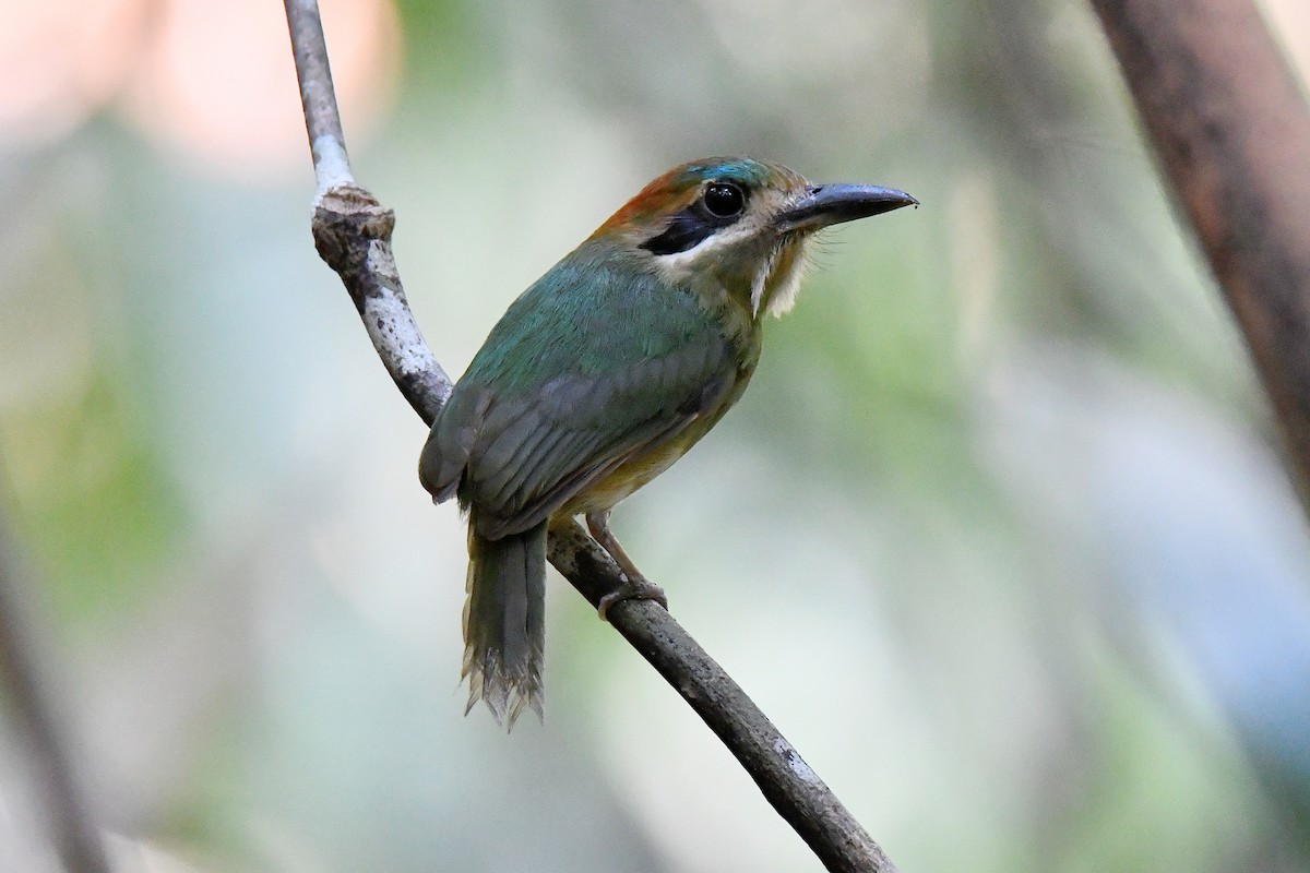 Motmot nain - ML619811702