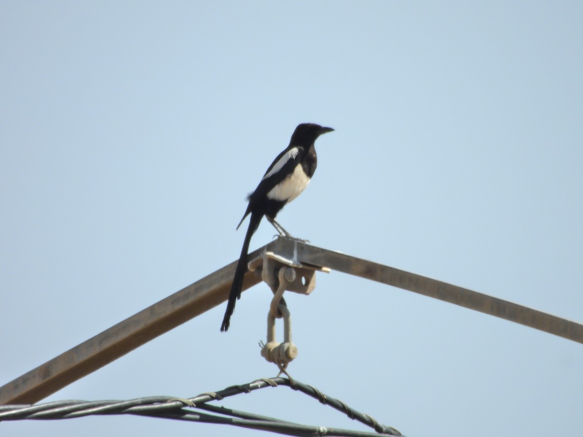 Eurasian Magpie - ML619811711