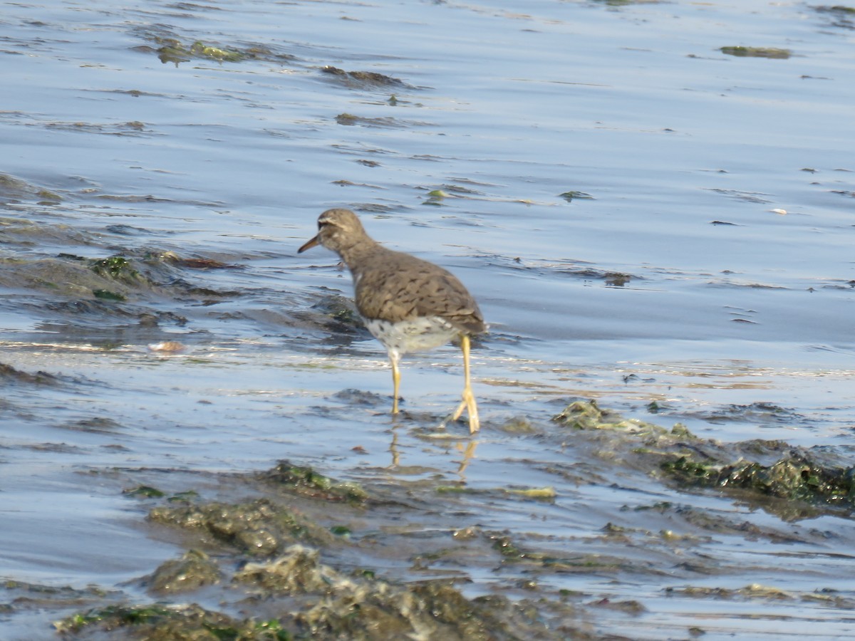 Spotted Sandpiper - ML619811718