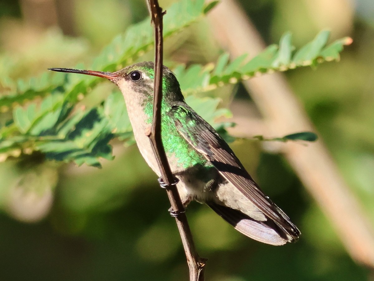 kolibřík lesklobřichý - ML619811720