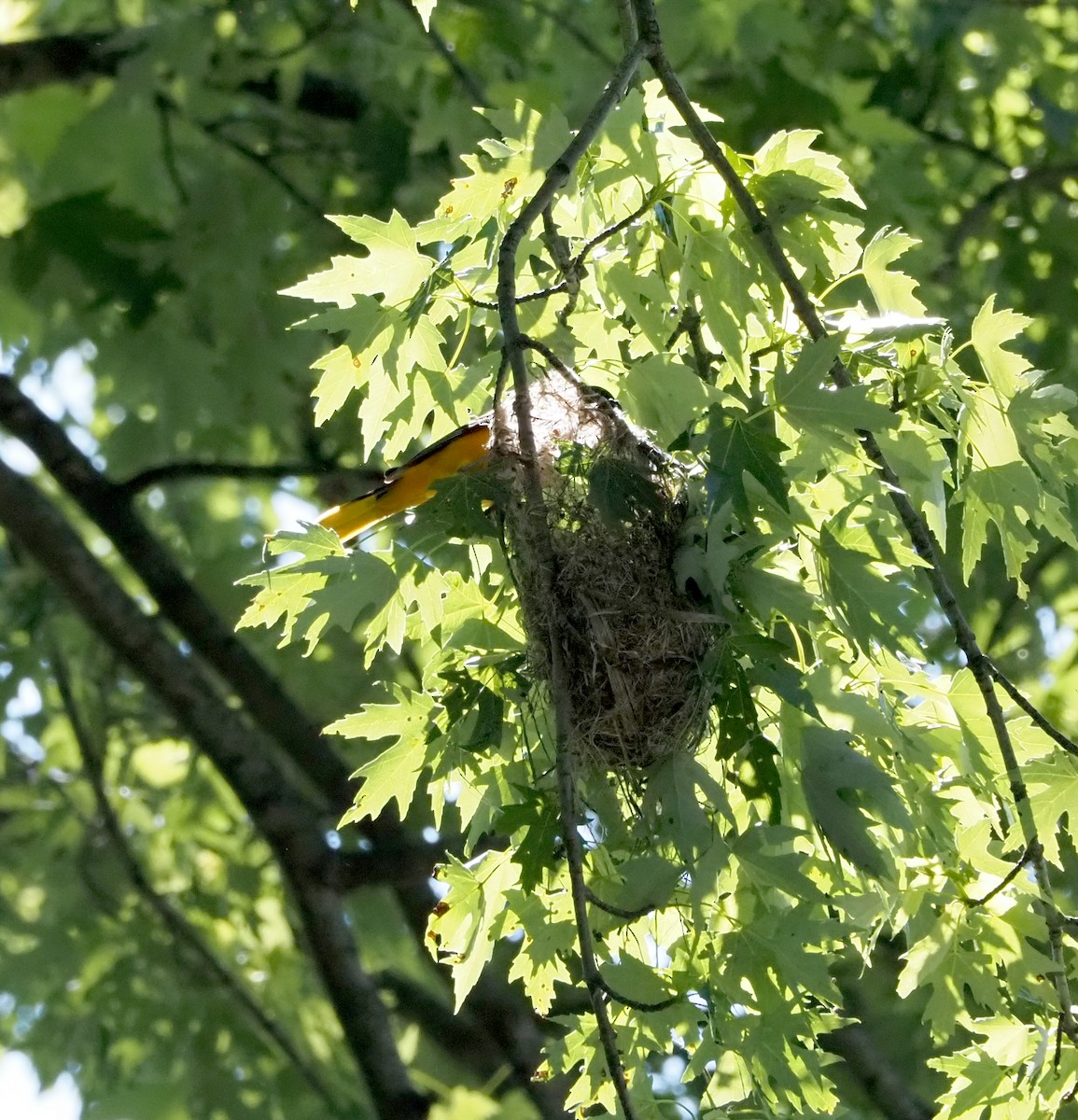 Baltimore Oriole - ML619811726