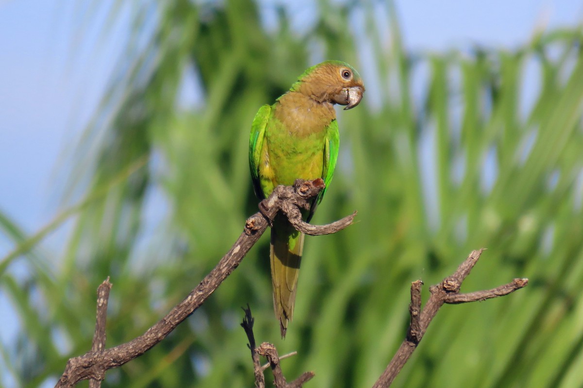 Brown-throated Parakeet - ML619811732