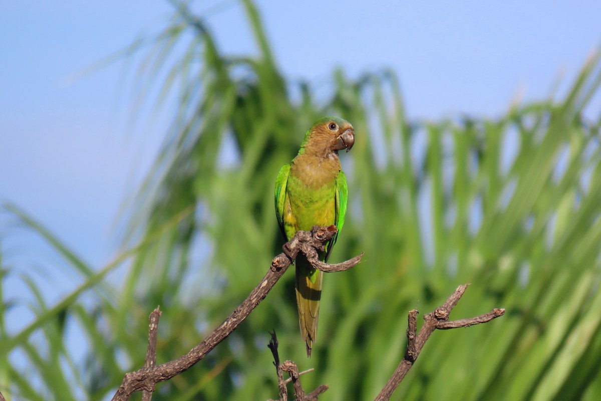 Brown-throated Parakeet - ML619811743