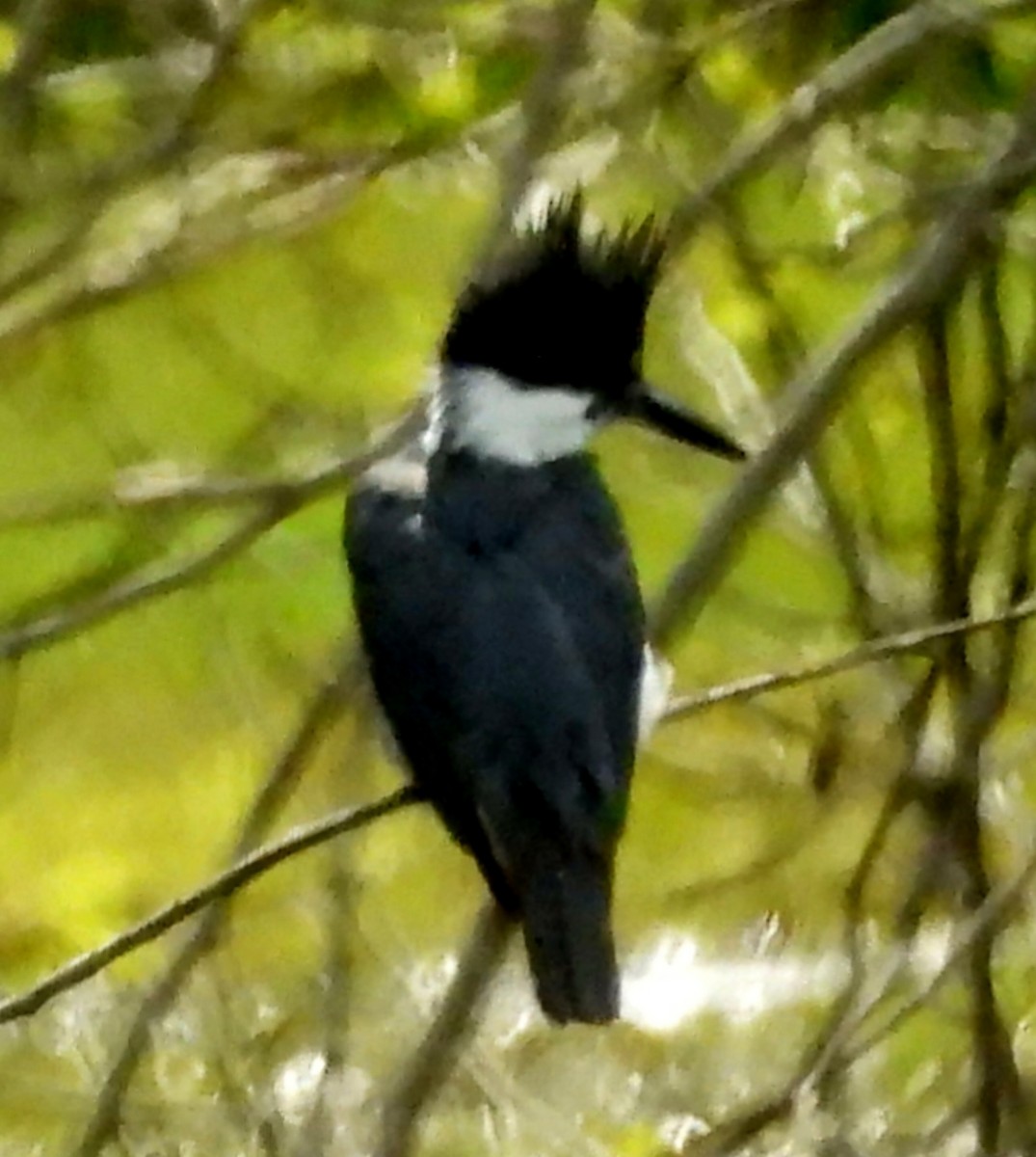 Belted Kingfisher - ML619811752