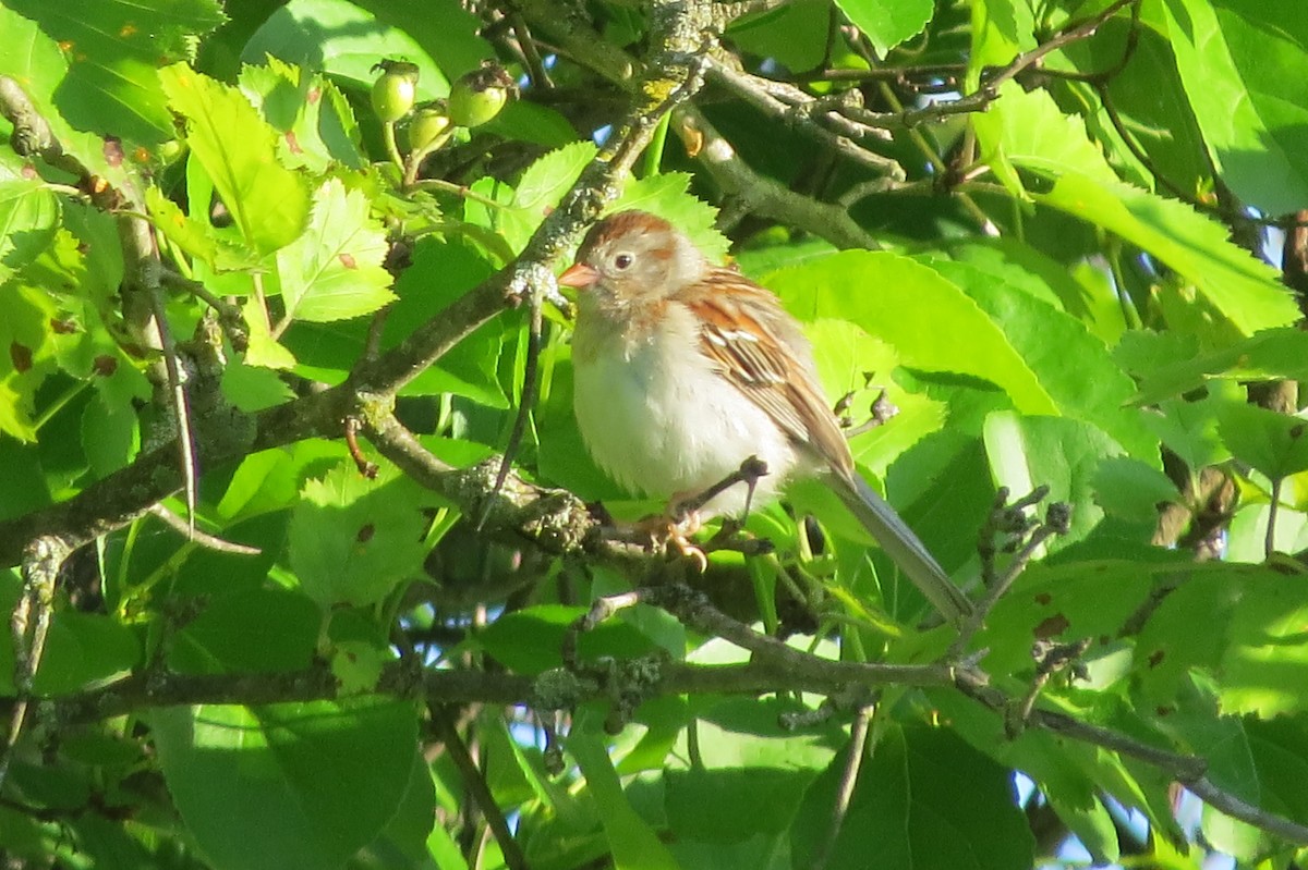 Field Sparrow - ML619811757