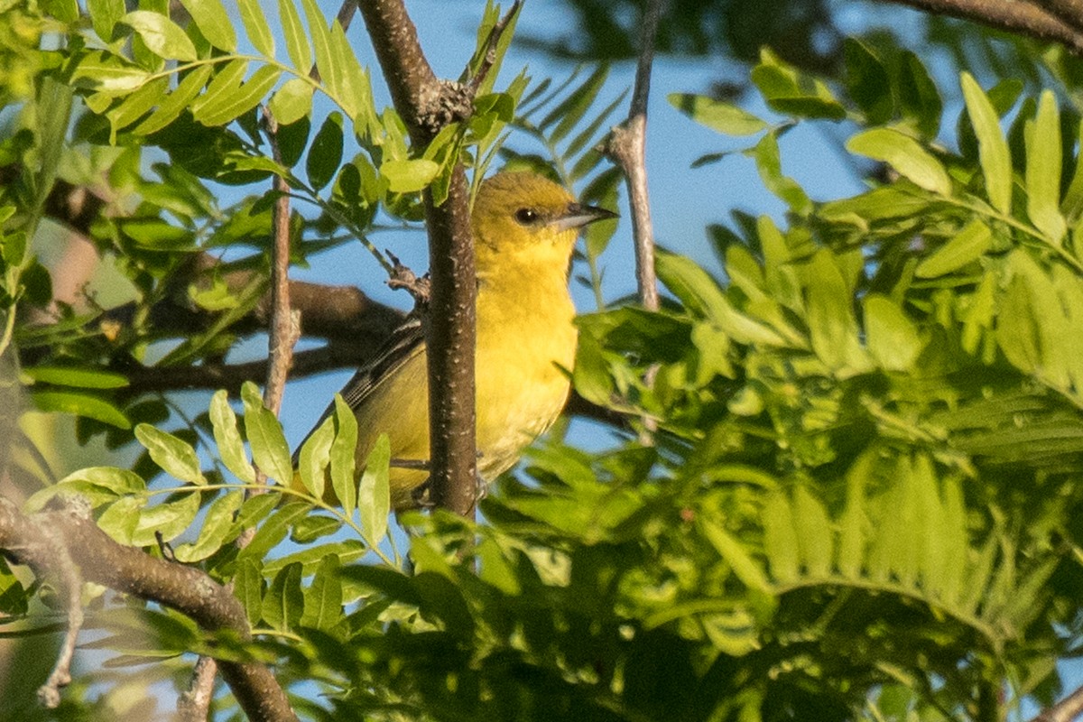 Orchard Oriole - ML619811762