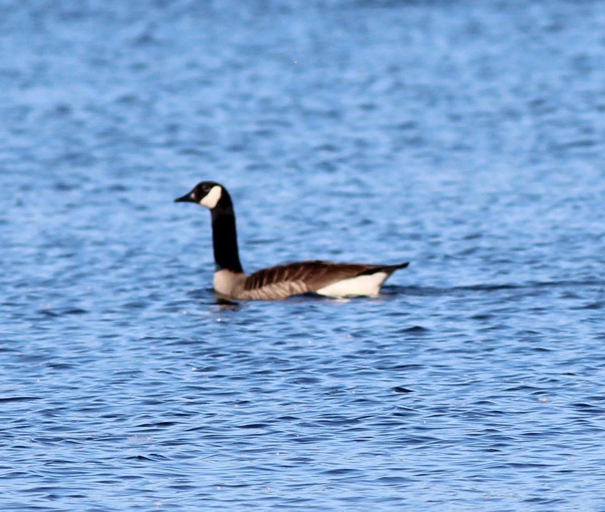 Canada Goose - Karen Lucas