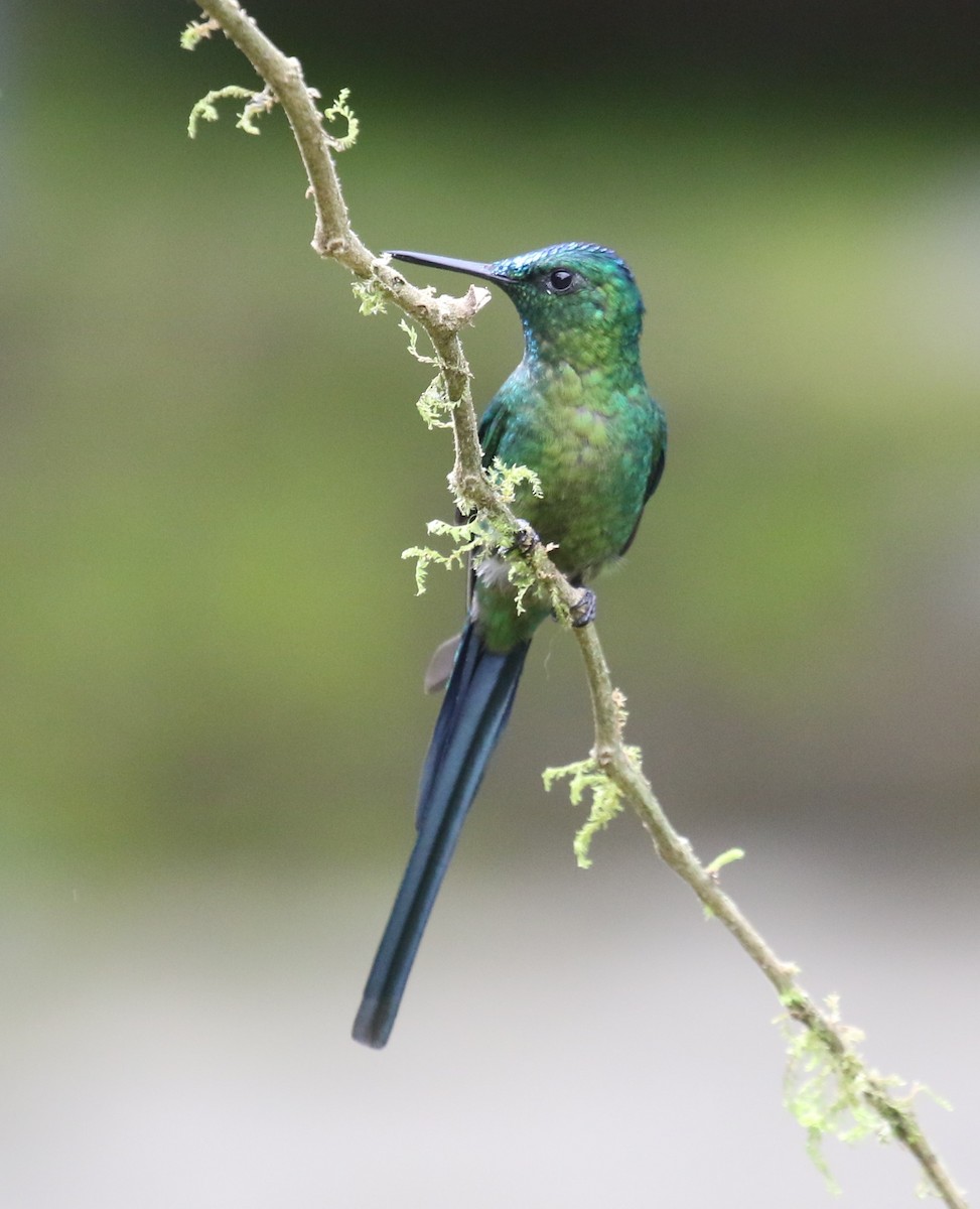 Long-tailed Sylph - ML619811778