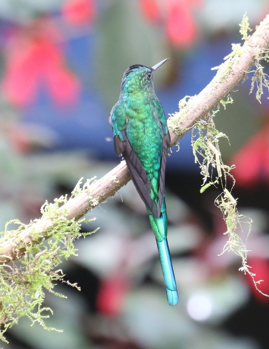 Long-tailed Sylph - ML619811782