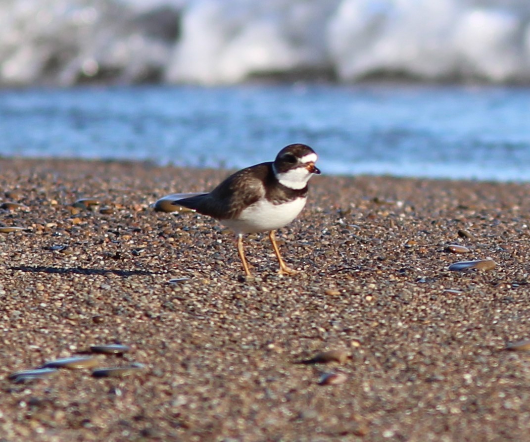 Semipalmated Plover - ML619811801