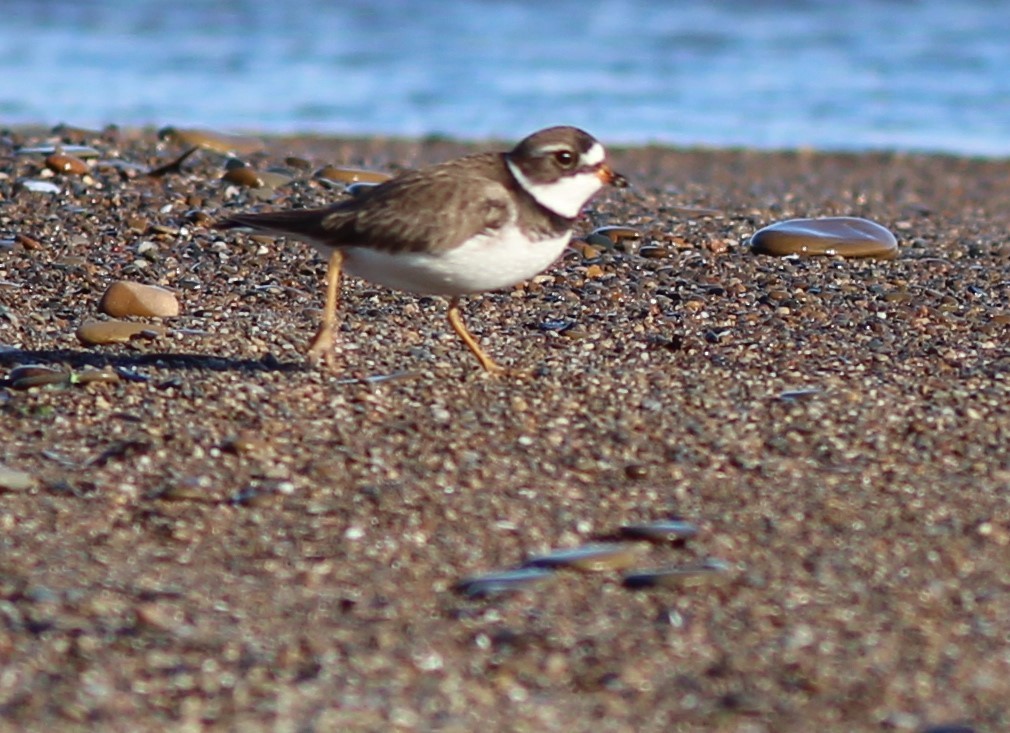 Semipalmated Plover - ML619811802