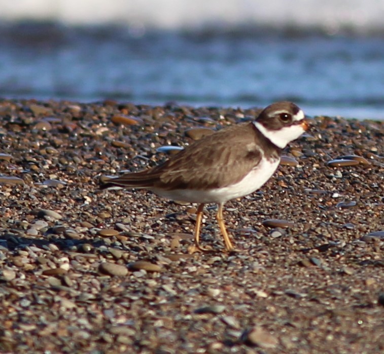 Semipalmated Plover - ML619811804