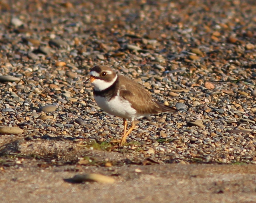 Semipalmated Plover - ML619811805