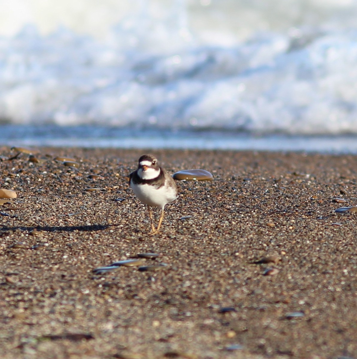 Semipalmated Plover - ML619811806