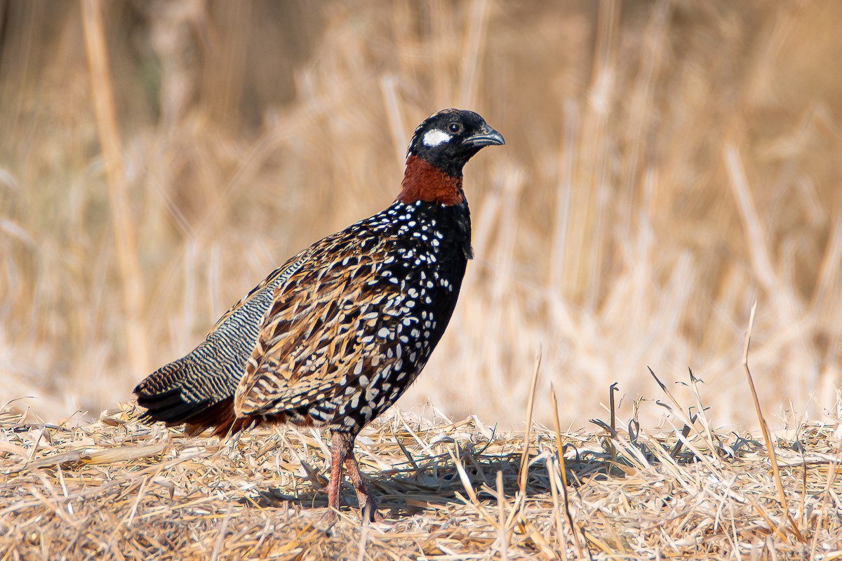 Black Francolin - ML619811824