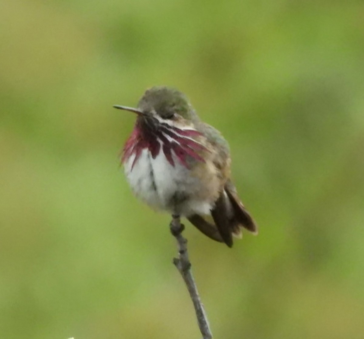 Calliope Hummingbird - ML619811829