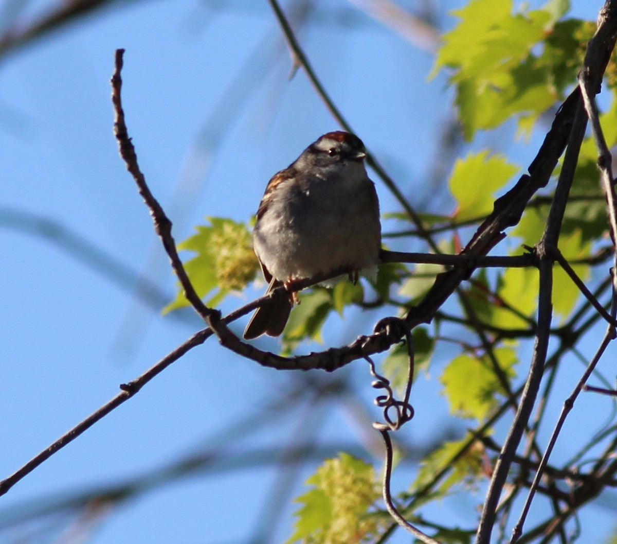Chipping Sparrow - ML619811834