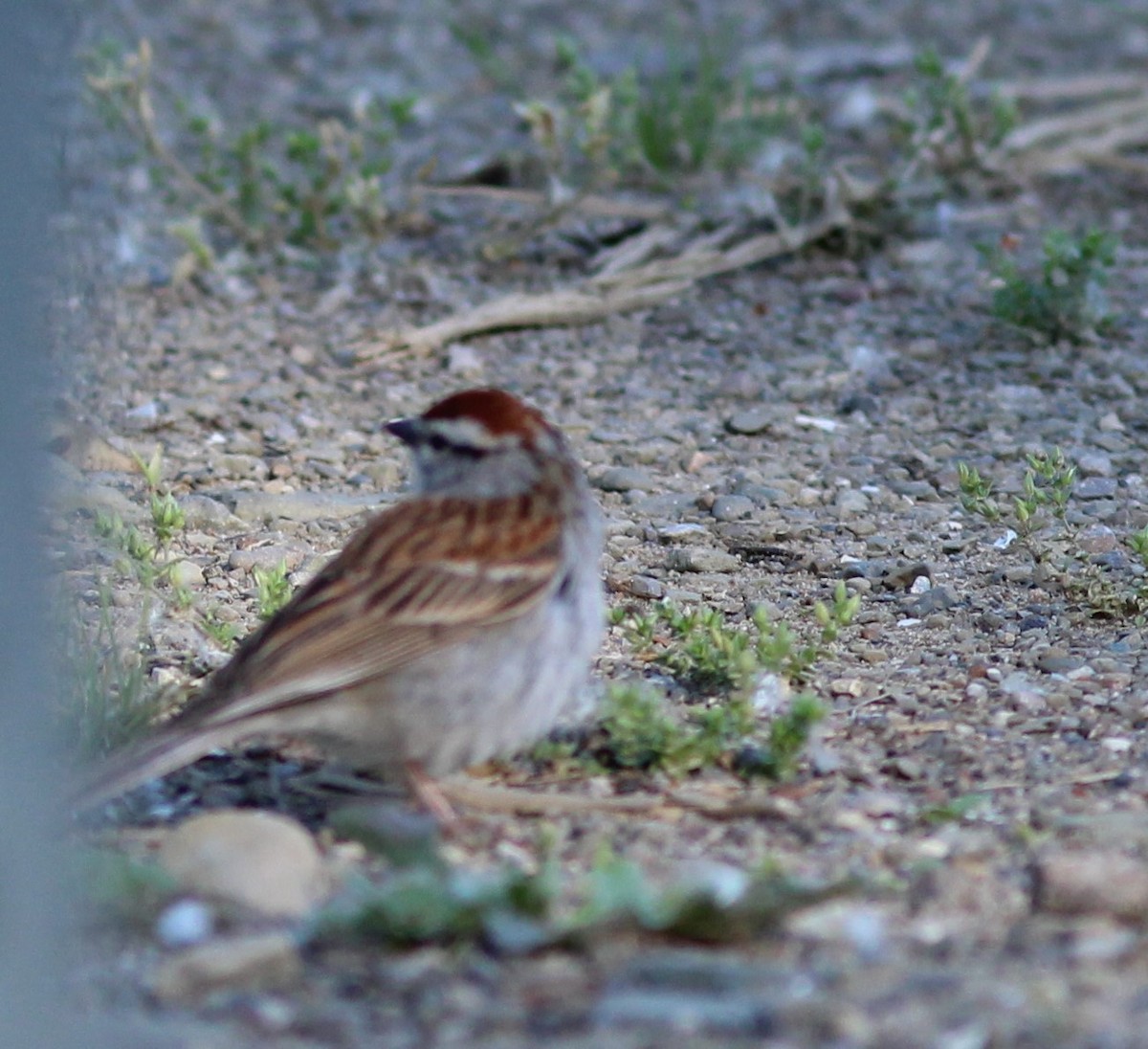 Chipping Sparrow - ML619811835