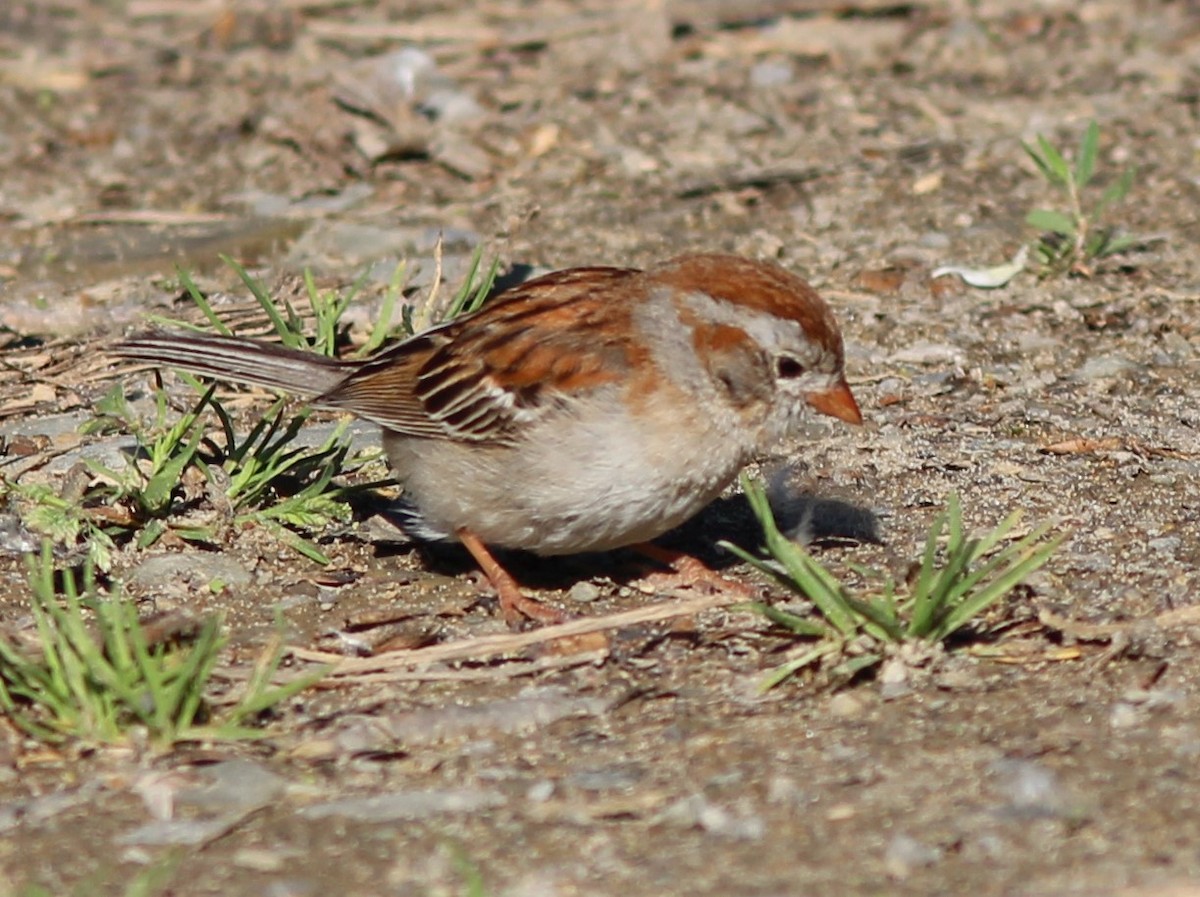 Field Sparrow - ML619811844