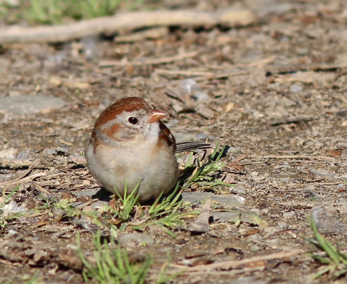 Field Sparrow - ML619811845