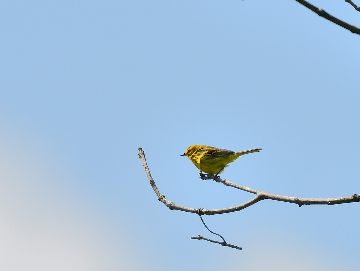 Prairie Warbler - ML619811854