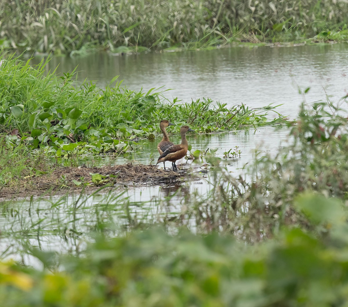 Lesser Whistling-Duck - ML619811855