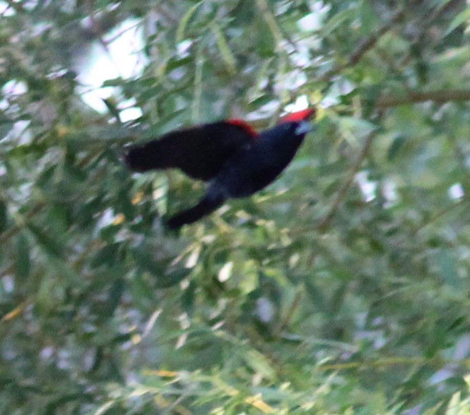Red-winged Blackbird - ML619811858