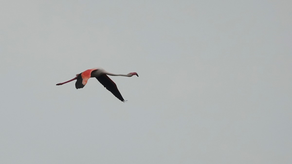 Greater Flamingo - ML619811859