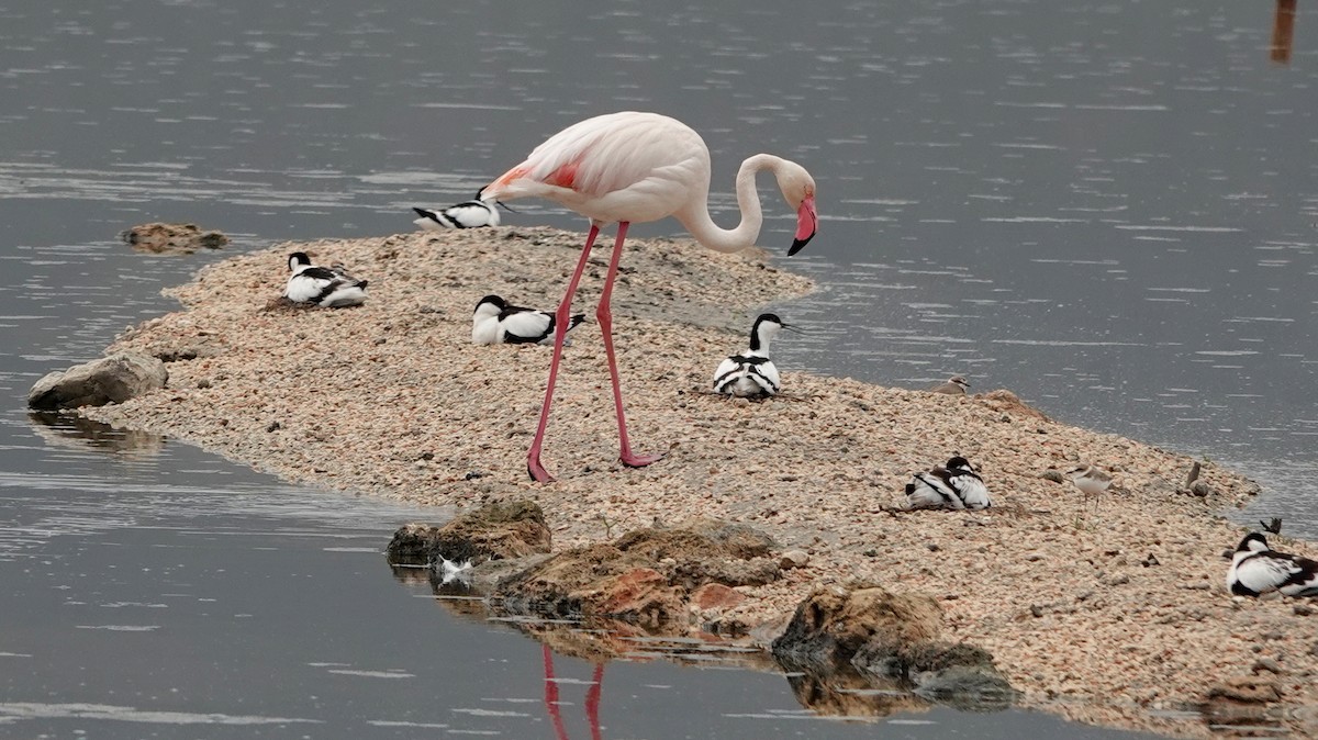 Greater Flamingo - ML619811860