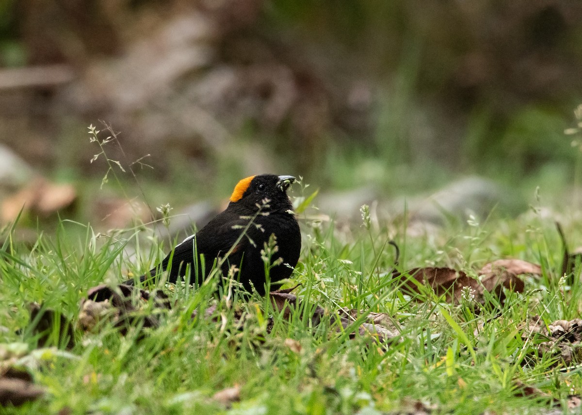 Gold-naped Finch - ML619811862