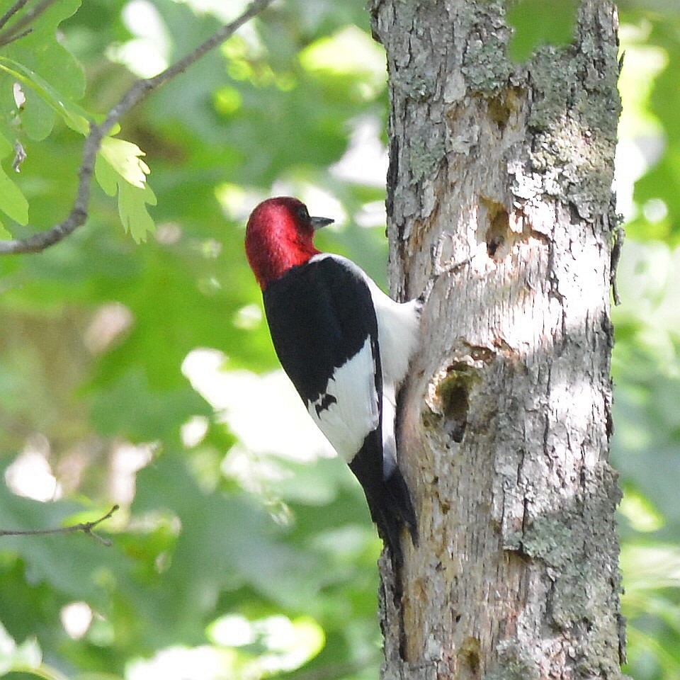 Red-headed Woodpecker - ML619811864