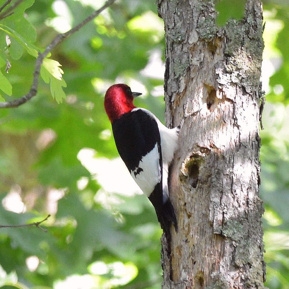 Red-headed Woodpecker - ML619811865