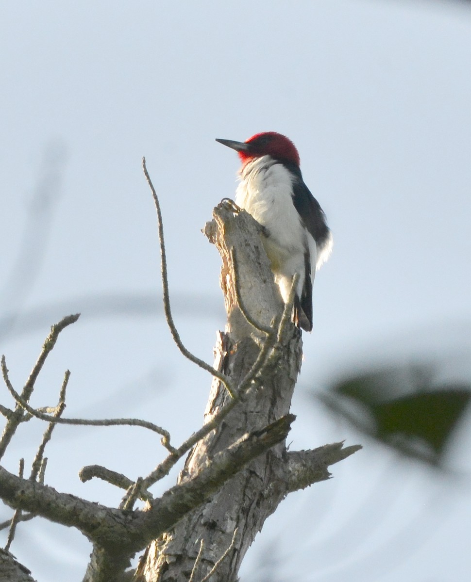Red-headed Woodpecker - ML619811867