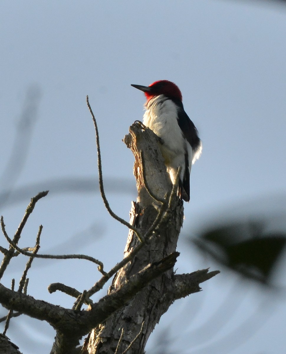 Red-headed Woodpecker - ML619811868