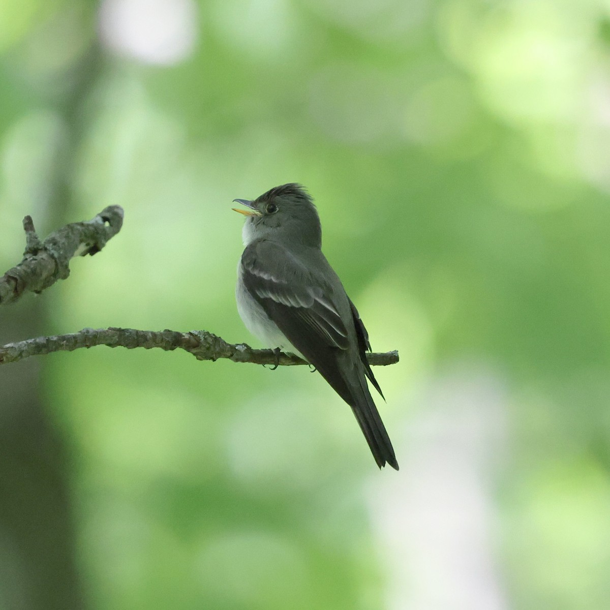 Eastern Wood-Pewee - ML619811877