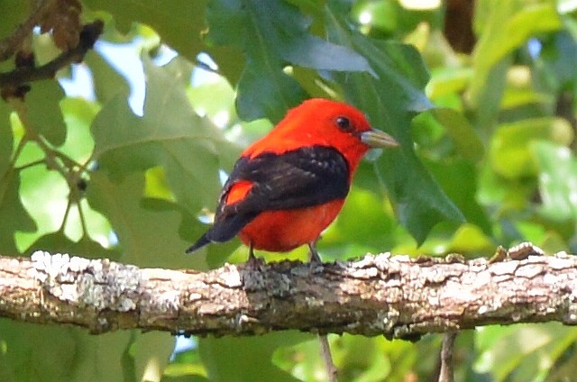 Scarlet Tanager - ML619811885