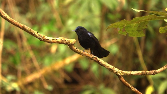 White-tailed Robin - ML619811888