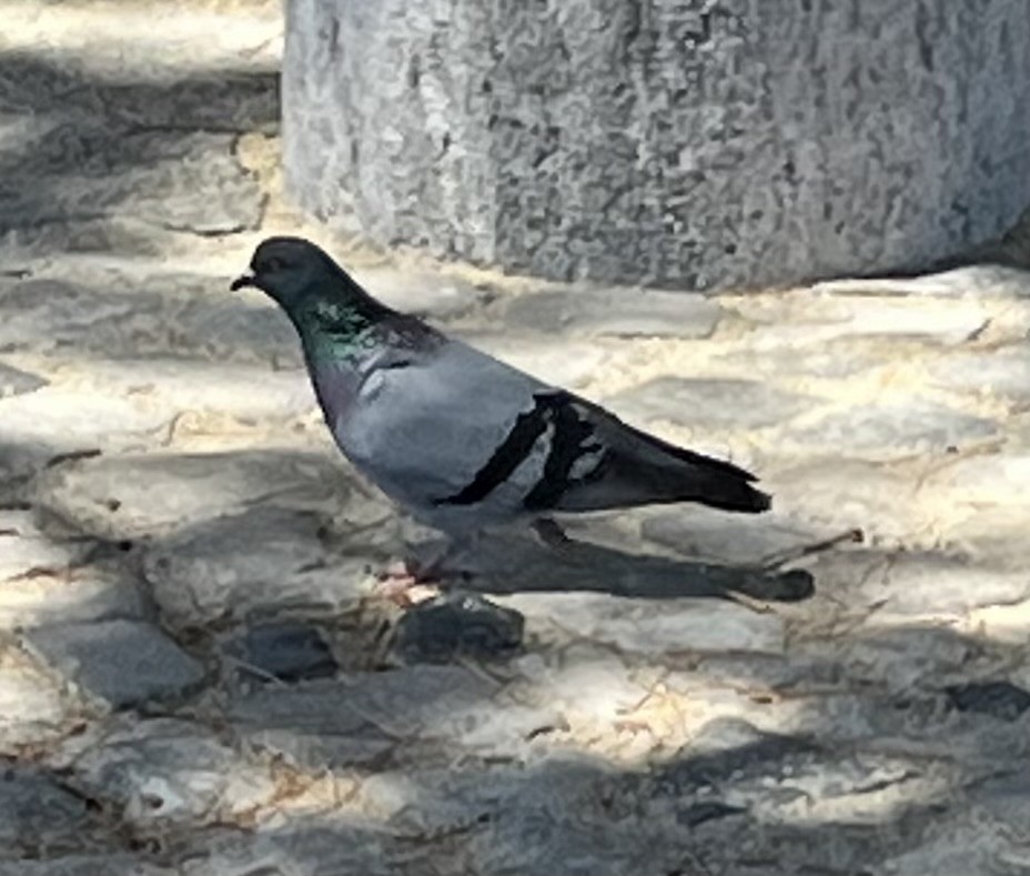 Pigeon biset (forme domestique) - ML619811895