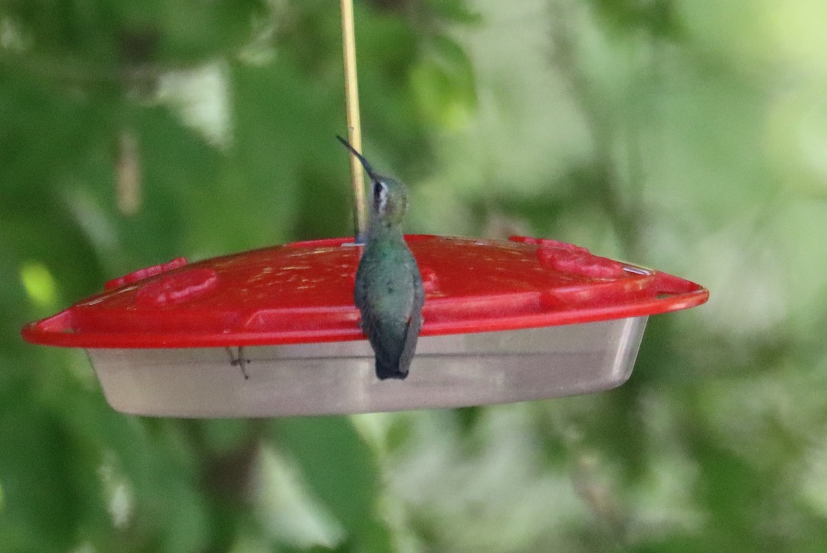 Broad-billed Hummingbird - ML619811896