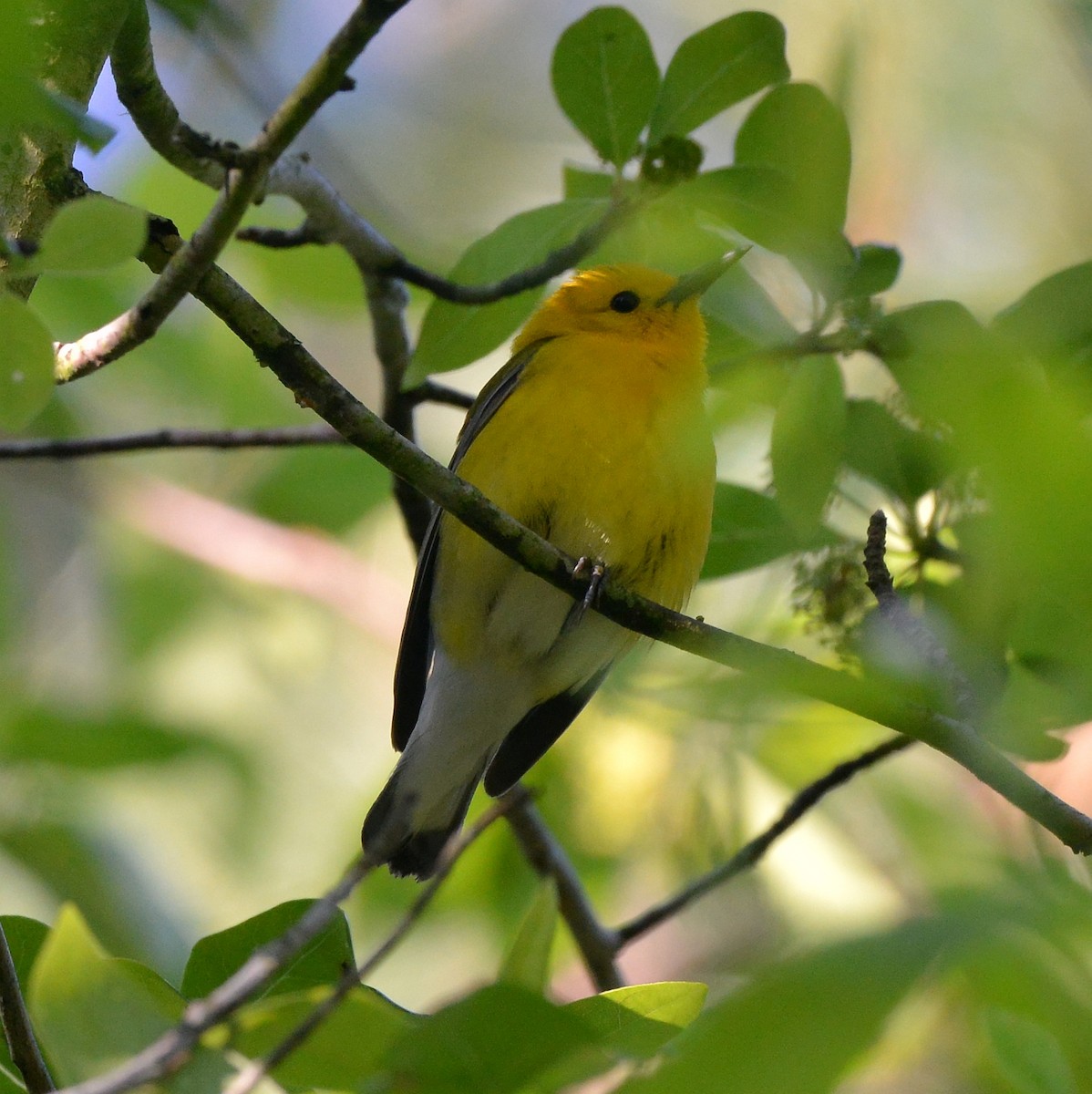Prothonotary Warbler - ML619811901