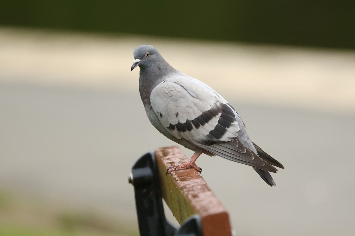 Rock Pigeon (Feral Pigeon) - ML619811905